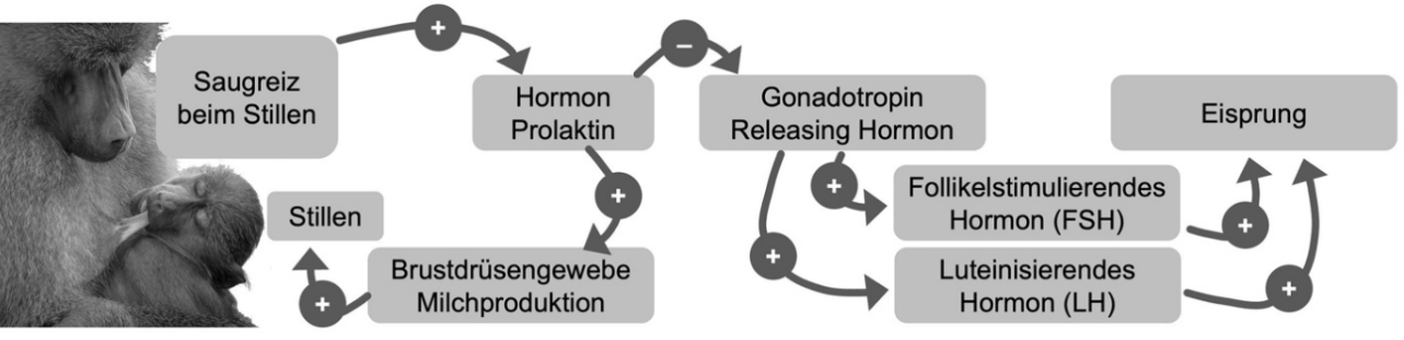 Diagramm zu Hormonen beim Stillen und Eisprung.